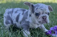 Nora, a female French Bulldog for sale in Sturgis, MI – Photo 2 of 8