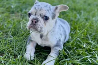 Nora, a female French Bulldog for sale in Sturgis, MI – Photo 3 of 8