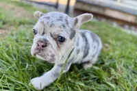 Nora, a female French Bulldog for sale in Sturgis, MI – Photo 8 of 8