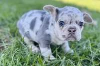Nora, a female French Bulldog for sale in Sturgis, MI – Photo 4 of 8