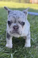 Nora, a female French Bulldog for sale in Sturgis, MI – Photo 6 of 8