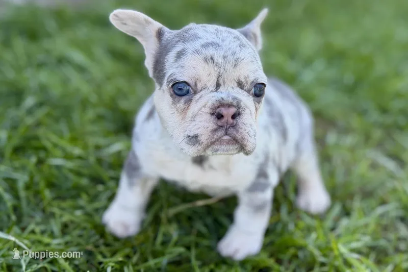 Nora – French Bulldog puppy on hold in Sturgis, MI