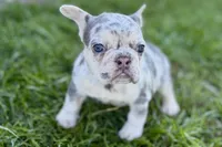 Nora, a female French Bulldog for sale in Sturgis, MI – Photo 1 of 8