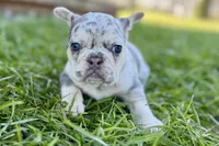 Nora, a female French Bulldog for sale in Sturgis, MI – Photo 7 of 8