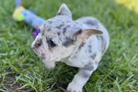 Nora, a female French Bulldog for sale in Sturgis, MI – Photo 5 of 8