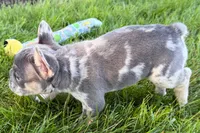 Russell, a male French Bulldog for sale in Sturgis, MI – 7 of 8