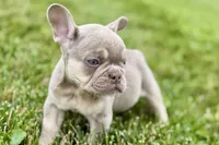 Milo, a male French Bulldog for sale in Sturgis, MI – 10 of 10