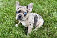 Roxy , a female Frenchton for sale in Sturgis, MI – 10 of 10