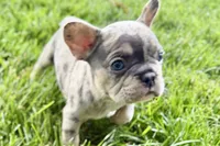 Greta, a female French Bulldog for sale in Sturgis, MI – 7 of 9
