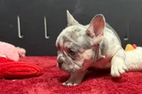 Zink, a female French Bulldog for sale in Sturgis, MI – 7 of 8