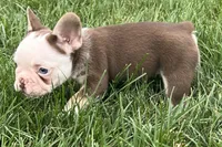 Gypsy , a female French Bulldog for sale in Sturgis, MI – 8 of 10
