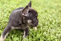 Mia, a female French Bulldog for sale in Sturgis, MI – 5 of 9