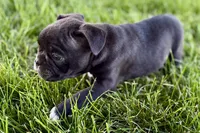 Quincy, a male Frenchton for sale in Sturgis, MI – 5 of 10
