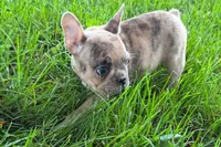Velma , a female Frenchton for sale in Sturgis, MI – 6 of 8