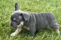 Echo, a male French Bulldog for sale in Sturgis, MI – 3 of 10