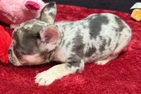 Zero, a female French Bulldog for sale in Sturgis, MI – 6 of 6