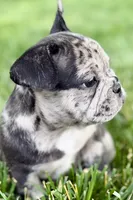 Ginger, a female French Bulldog for sale in Sturgis, MI – 2 of 10