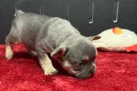 Zilo, a male French Bulldog for sale in Sturgis, MI – 6 of 10