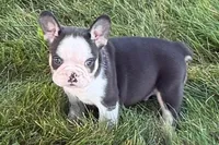 Chandler , a male French Bulldog for sale in Sturgis, MI – 7 of 10