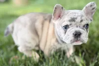 Gummy, a male French Bulldog for sale in Sturgis, MI – 4 of 10
