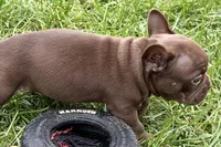 Clarabelle, a female French Bulldog for sale in Sturgis, MI – 4 of 10