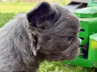 Star, a female French Bulldog for sale in Sturgis, MI – 7 of 9