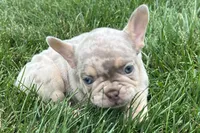 Eeyore, a male French Bulldog for sale in Sturgis, MI – 5 of 10