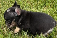 Koda, a male French Bulldog for sale in Sturgis, MI – 3 of 7