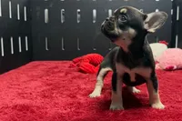 Zebra, a female French Bulldog for sale in Sturgis, MI – 5 of 9