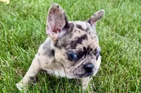 Roxy , a female Frenchton for sale in Sturgis, MI – 6 of 10