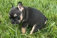 Franny  , a female French Bulldog for sale in Sturgis, MI – 10 of 10