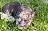 Ginger, a female French Bulldog for sale in Sturgis, MI – 6 of 8