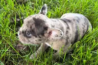 Vera, a female Frenchton for sale in Sturgis, MI – 3 of 6