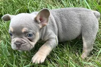Eddie, a male French Bulldog for sale in Sturgis, MI – 8 of 9