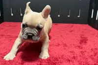Luke, a  French Bulldog for sale in Sturgis, MI – 4 of 10