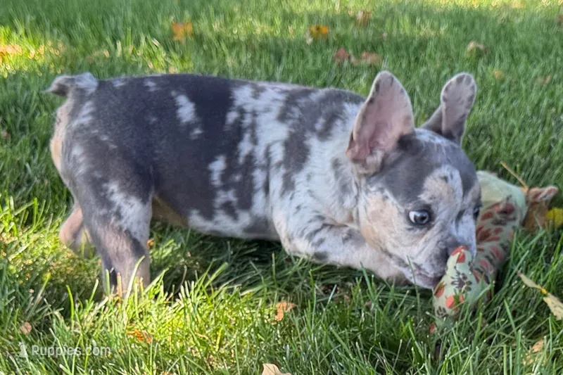 Kirby – French Bulldog puppy for sale in Sturgis, MI