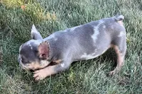 Kirby, a male French Bulldog for sale in Sturgis, MI – 7 of 10
