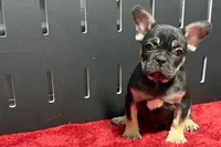 Zara , a male French Bulldog for sale in Sturgis, MI – 6 of 10