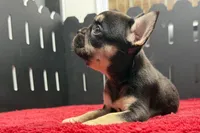 Zebra, a female French Bulldog for sale in Sturgis, MI – 6 of 9