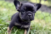 Cupcake, a female French Bulldog for sale in Sturgis, MI – 6 of 10