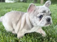 Gummy, a male French Bulldog for sale in Sturgis, MI – 5 of 10