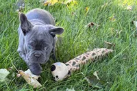 Kurt, a male French Bulldog for sale in Sturgis, MI – 4 of 10