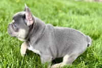 Denver, a male French Bulldog for sale in Sturgis, MI – 5 of 10