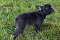 Verle, a male Frenchton for sale in Sturgis, MI – 2 of 10