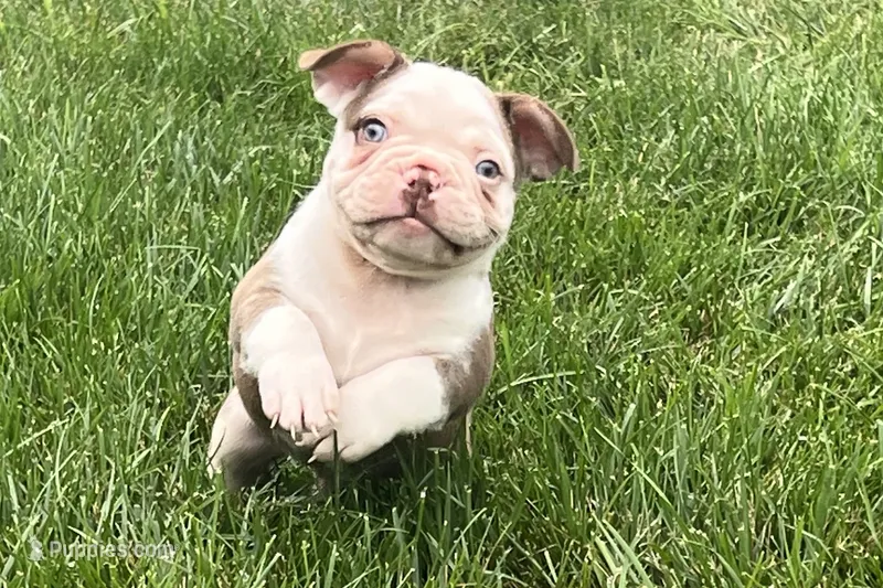Gunner – French Bulldog puppy for sale in Sturgis, MI