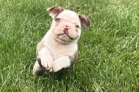 Gunner, a male French Bulldog for sale in Sturgis, MI – 1 of 10