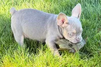 Eddie, a male French Bulldog for sale in Sturgis, MI – 4 of 9