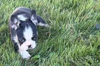 Cookie, a female French Bulldog for sale in Sturgis, MI – 9 of 9