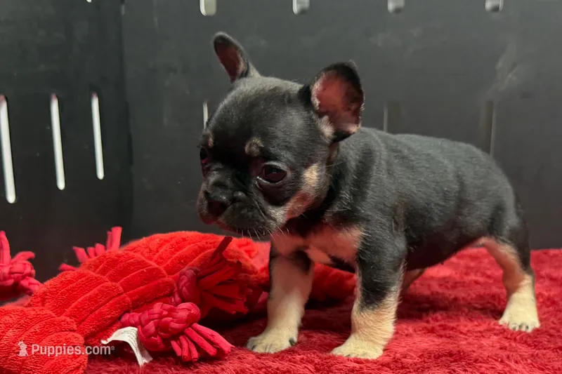 Zara  – French Bulldog puppy for sale in Sturgis, MI