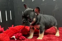 Zara , a male French Bulldog for sale in Sturgis, MI – 1 of 9